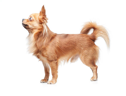 Long haired chihuahua store mixed with terrier